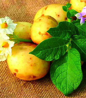Российская селекция картофеля-движение к урожайности!